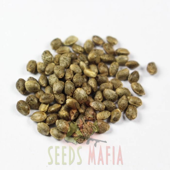 Auto Super Hash | Feminised Cannabis Marijuana Seeds | SeedsMafia™