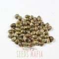 Auto Lowryder 2 Feminized