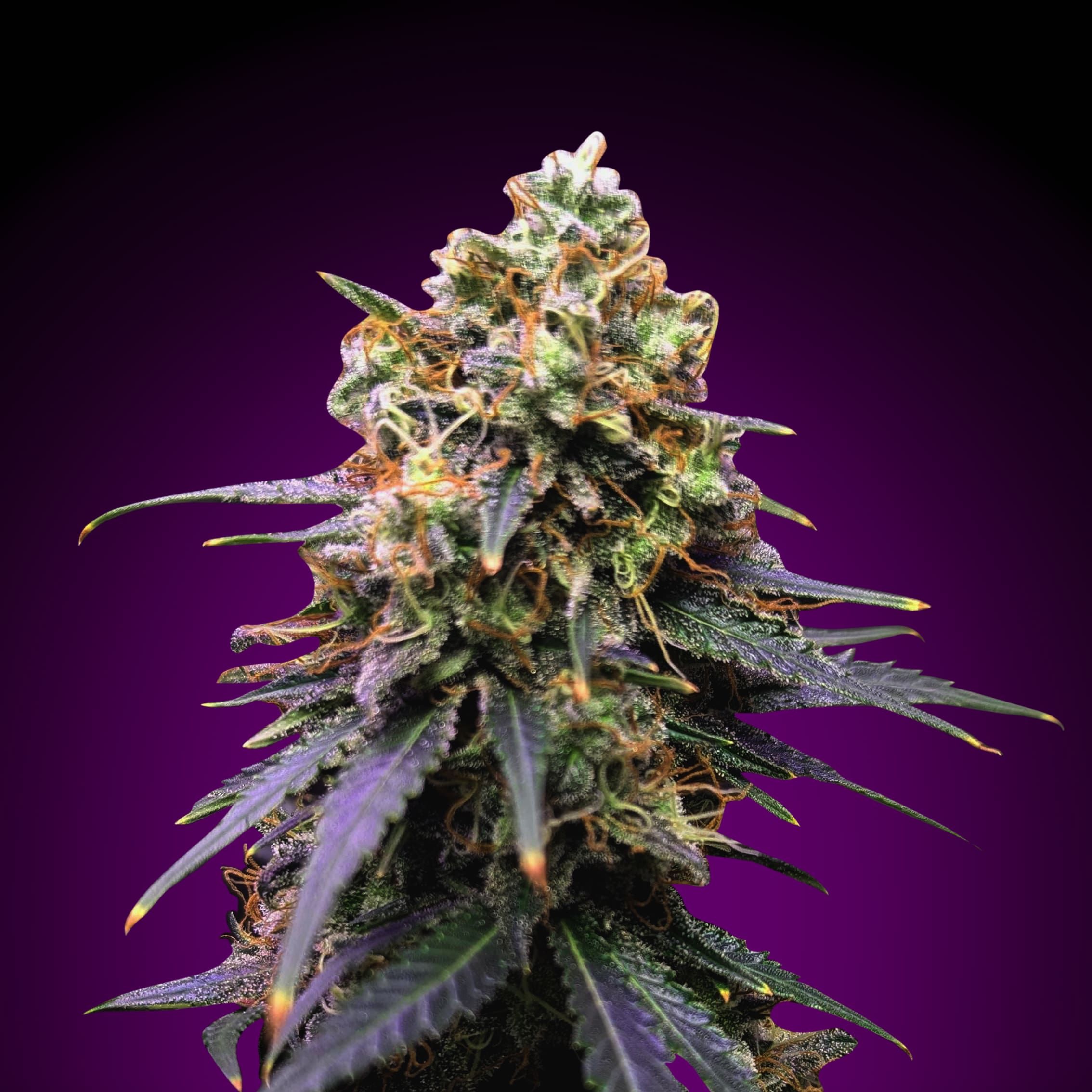 Amnesia X3 Turbo | Turbo Cannabis Marijuana Seeds | SeedsMafia™