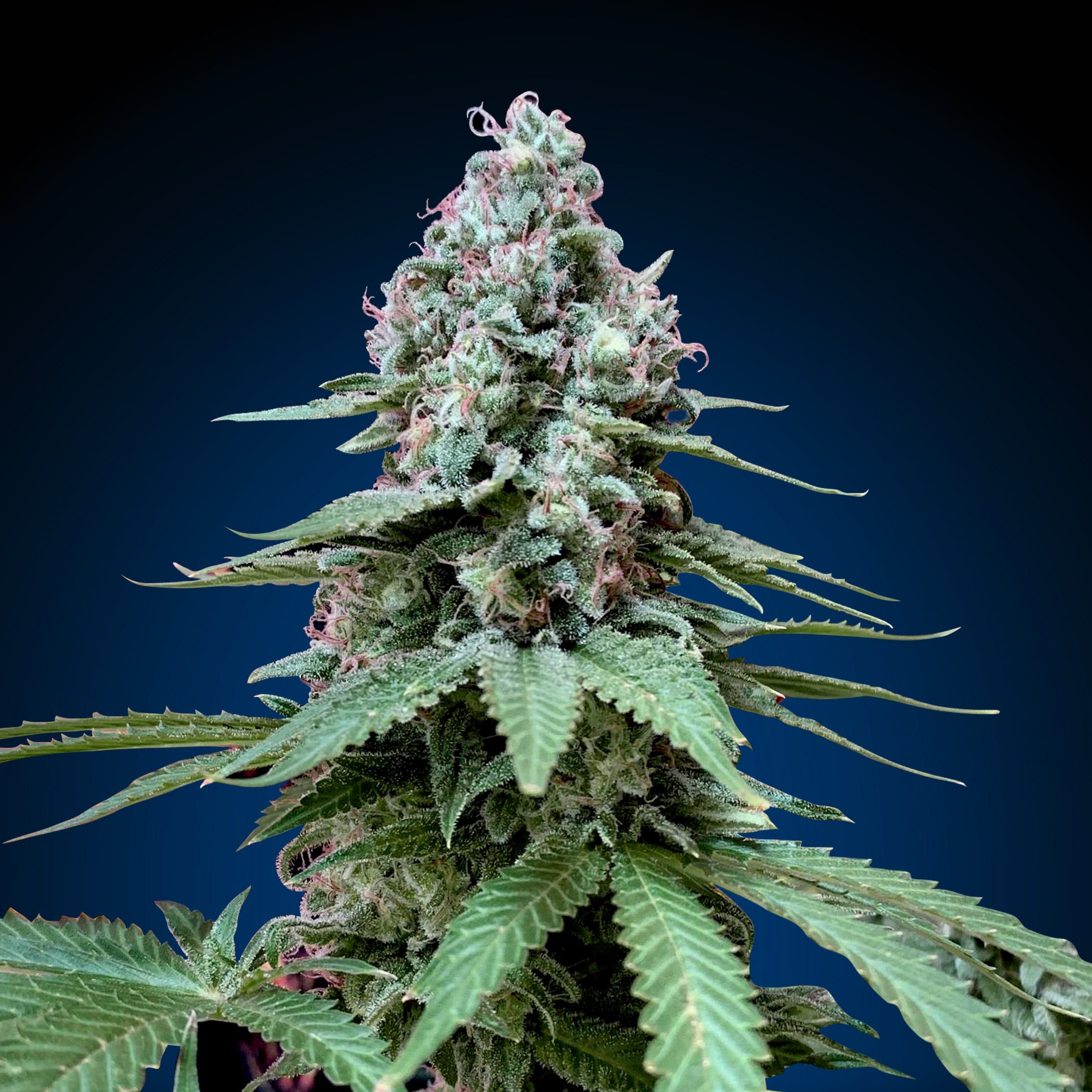 Creamy Beast Turbo- Turbo Cannabis Marijuana Seeds