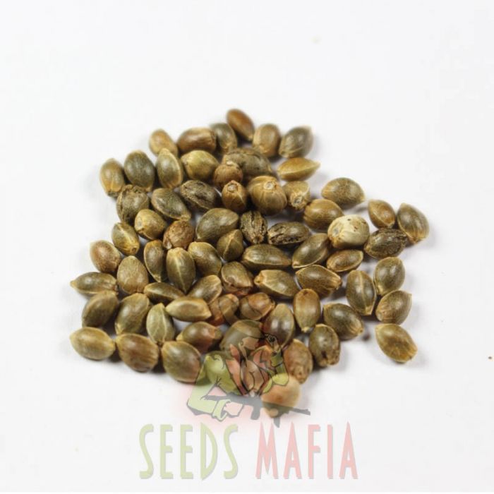 Семена конопли lsd марихуана с паром пар