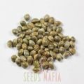 Kali Mist Feminized