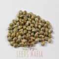 Narkush Feminized