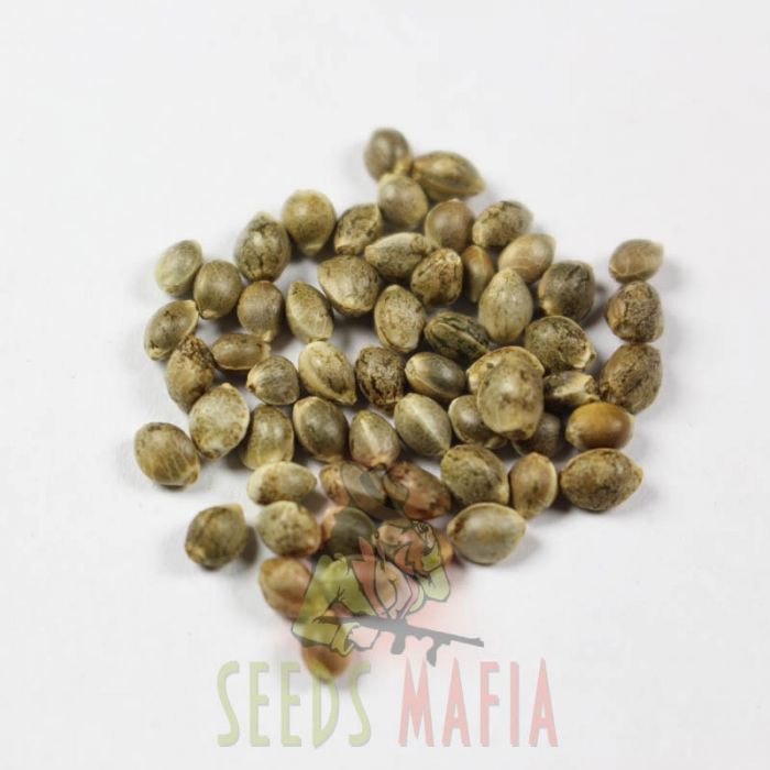 OG Kush | Feminized Cannabis Marijuana Seeds | SeedsMafia™