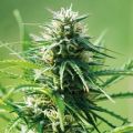 Auto Sweet Tooth Feminized