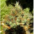 Auto Kali Mist Feminized