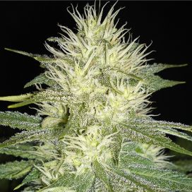 Auto White Russian Feminized