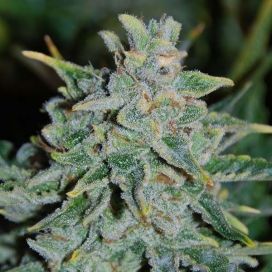 Auto Northern Lights Blue Feminized