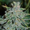 Auto Northern Lights Blue Feminized