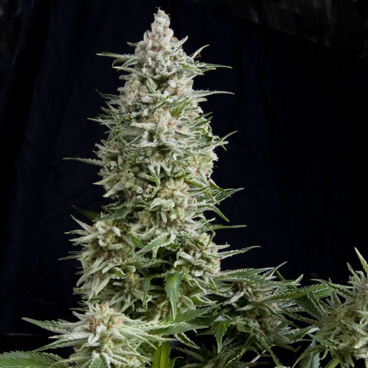 【楽天スーパーセール】 Auto Amnesia Seeds Marijuana Cannabis Feminized | X3 マジック：ザ・ギャザリング