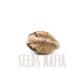 Auto Lavender Feminized
