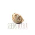 Auto Super Hash Feminised 