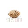 Mazar Feminized