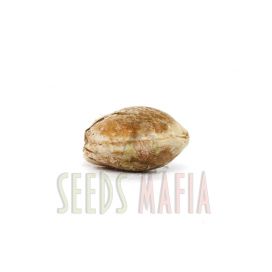 Somango Feminised
