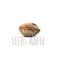 Black Domina Feminized