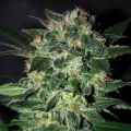 Black Domina Feminized