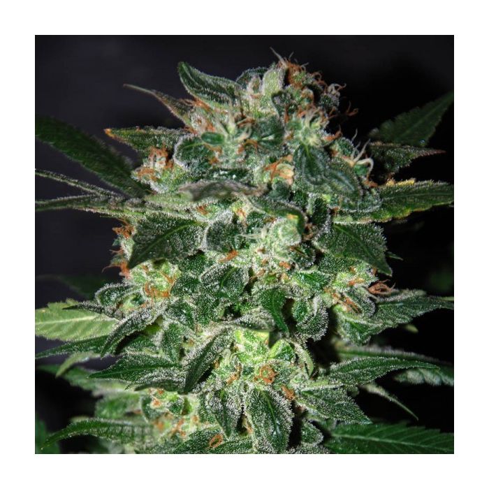 Black Domina | Feminized Cannabis Marijuana Seeds | SeedsMafia™