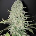 Kali Mist Feminized