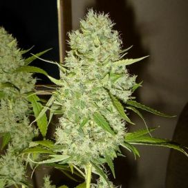 G13 Haze Feminized