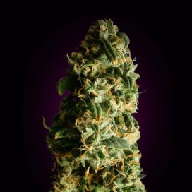 Auto Super Skunk Feminizált