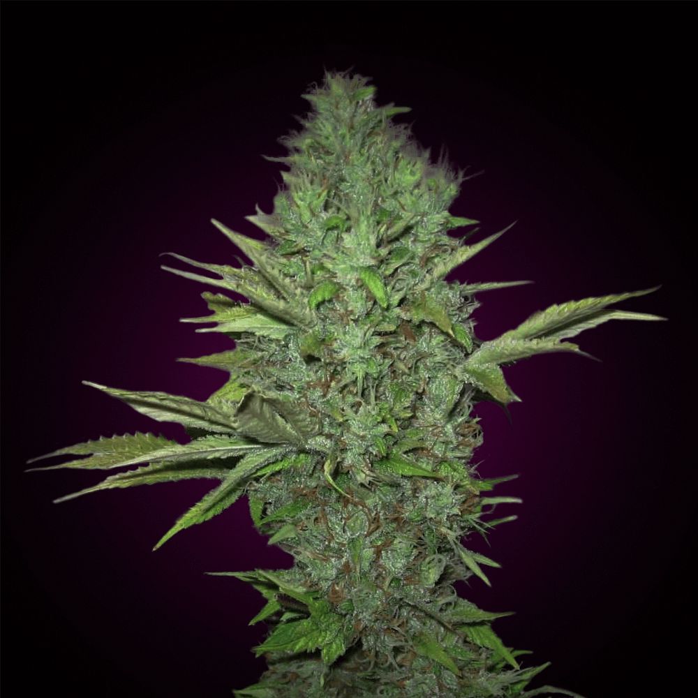 OG Kush Feminized Россия семена конопли марихуаны продажа онлайн