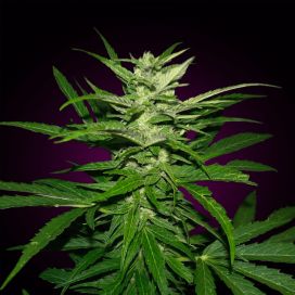 Russian Snow Feminized