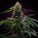 Narkush Feminized