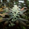 Auto Lavender Feminized