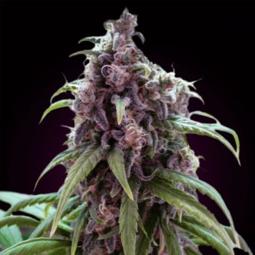 Auto Blueberry Feminized