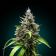 Black Domina feminizirano sjeme