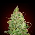 Super Hash Feminized
