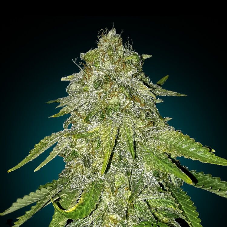 Robby 芽 Moby Dick Feminized Romania seminte cannabis marijuana vanzare online