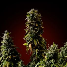 Nefertiti Feminized