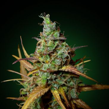 Auto Ak Feminized
