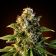 Auto Sweet Tooth Feminized