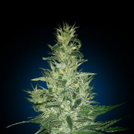 Auto Nefertiti Feminized