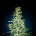 Auto Nefertiti Feminized