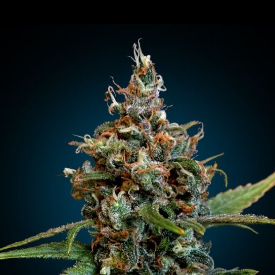 Cannabis Seeds Norway () Cannabis Seeds Norway