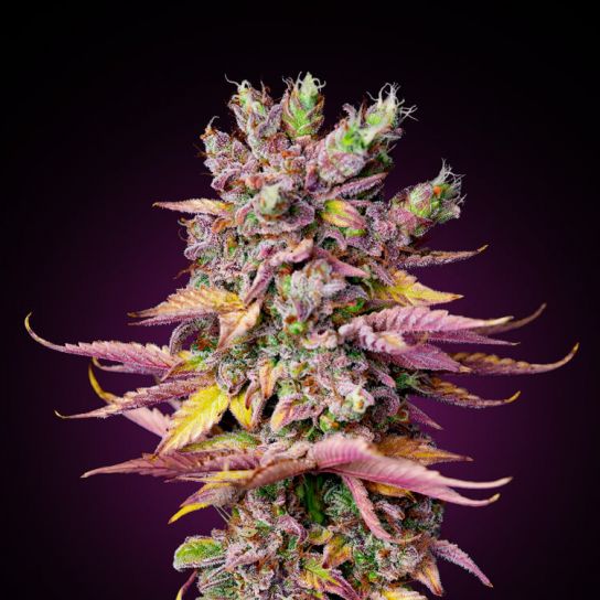 Cannabis Seeds Norway