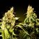 Auto Kali Mist Feminized
