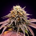 Auto Lavender Feminized