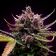 Top 44 Feminized
