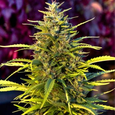 Orange Bud Feminized