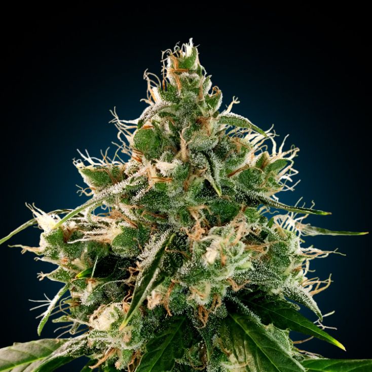 TrueTerpenes テルペン WeddingCake Wedding Cake Terpenes | Live Resin Hemp Terpenes | True Terpenes