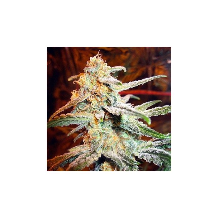 Thompson | Feminized Cannabis Marijuana Seeds | SeedsMafia™