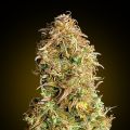 Mimosa Feminized