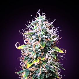 Auto New Haze Feminized