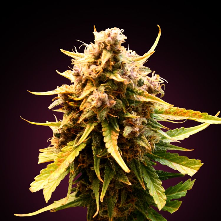 Nasiona marihuany Auto Pineapple Express kup online Polska