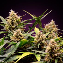 Auto Grapefruit Feminized