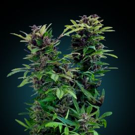 Ultimate CBD feminizované